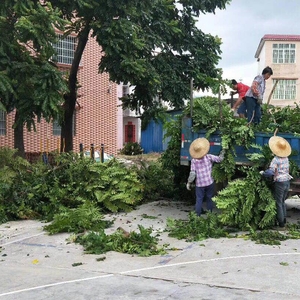 台风灾后绿化整改